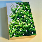 White Xmas / Foto op Hout