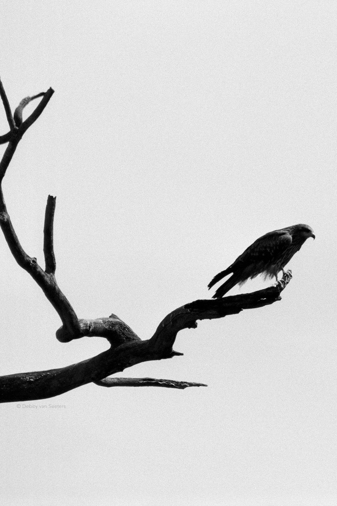 Bird / Nepal, 2002 ©Studio op Stelten Fotografie