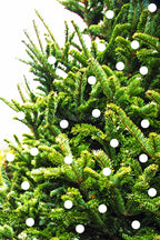 White Xmas / Foto op Hout